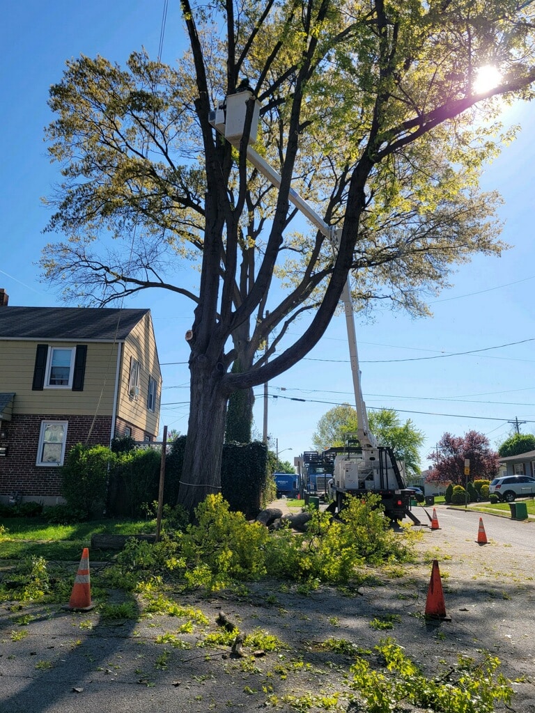 tree services