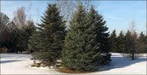 trim pine trees