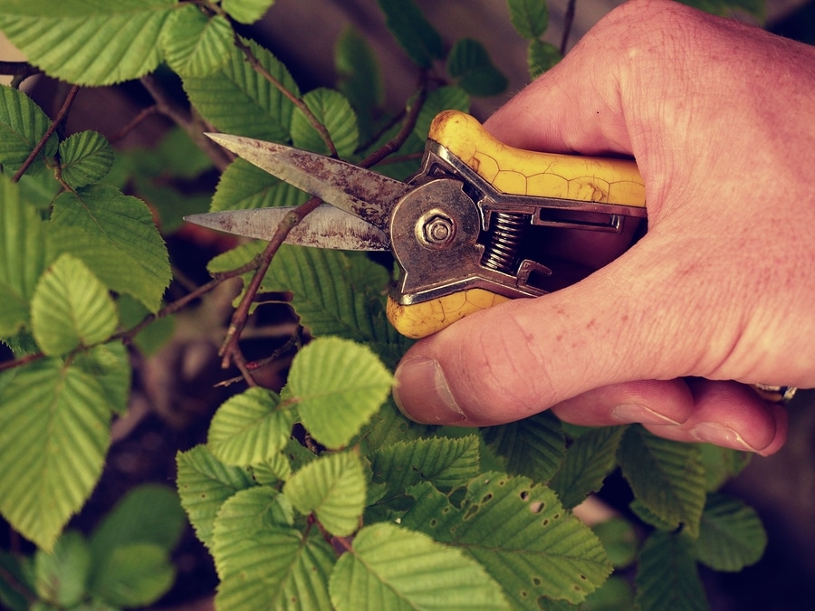 tree trim mean