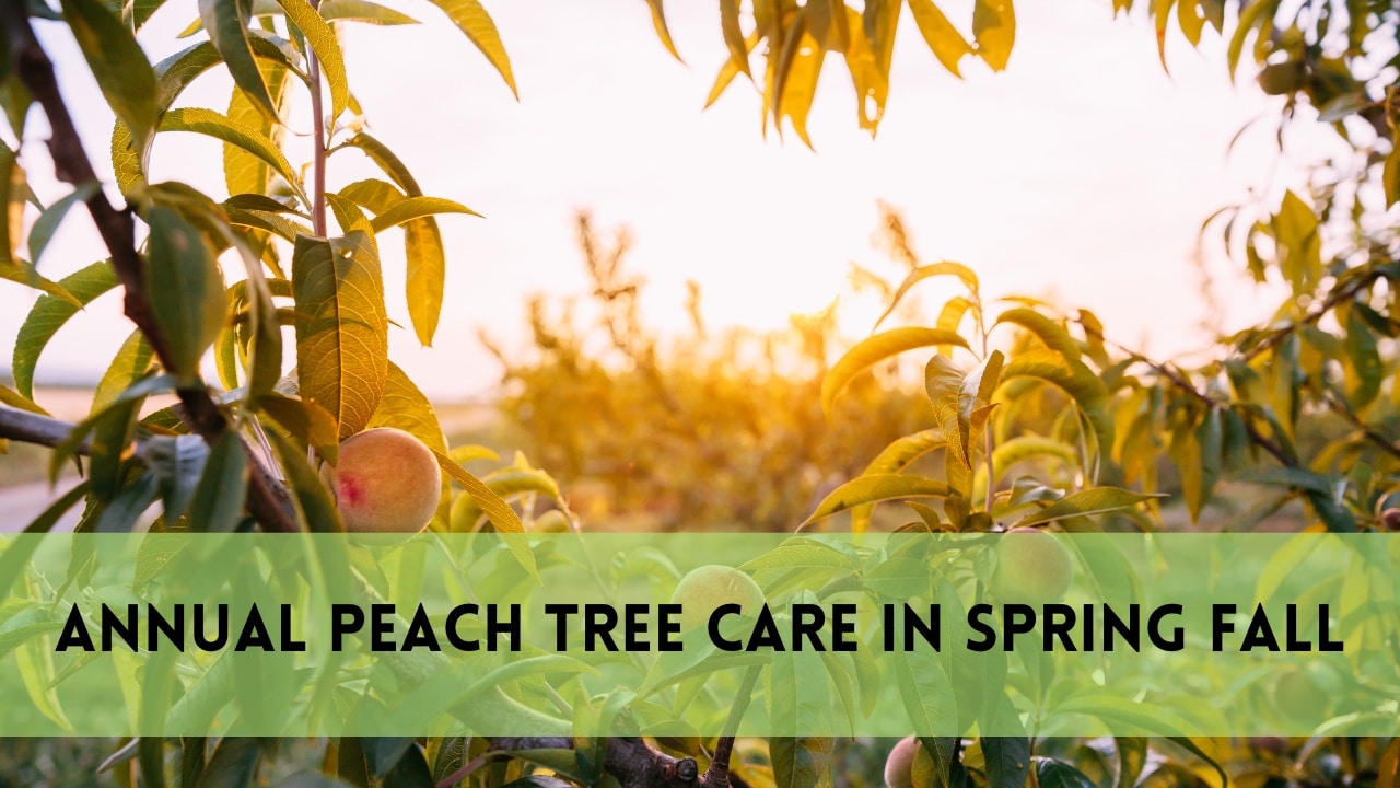 annual peach tree care in spring fall