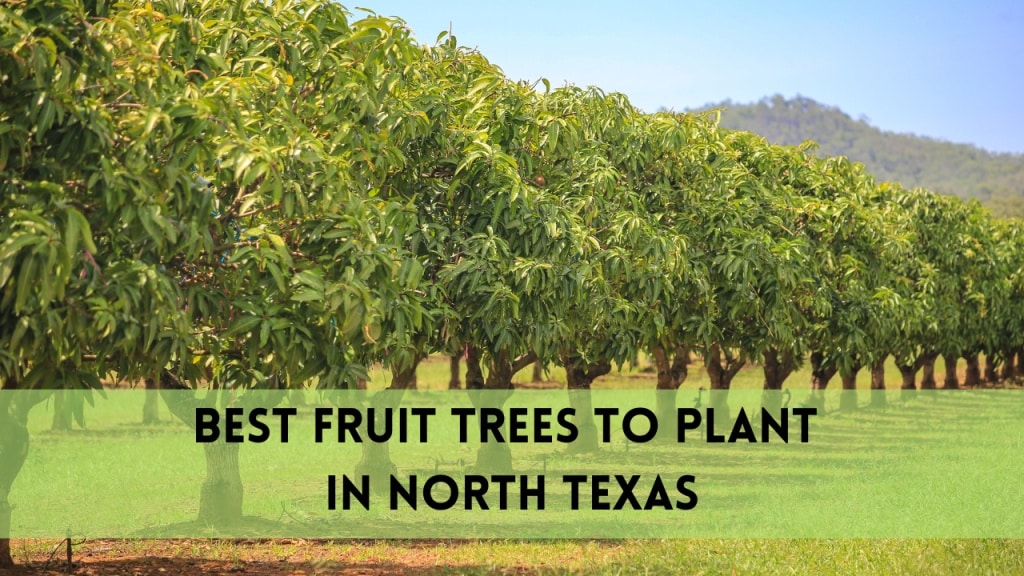 best fruit trees to plant in north texas