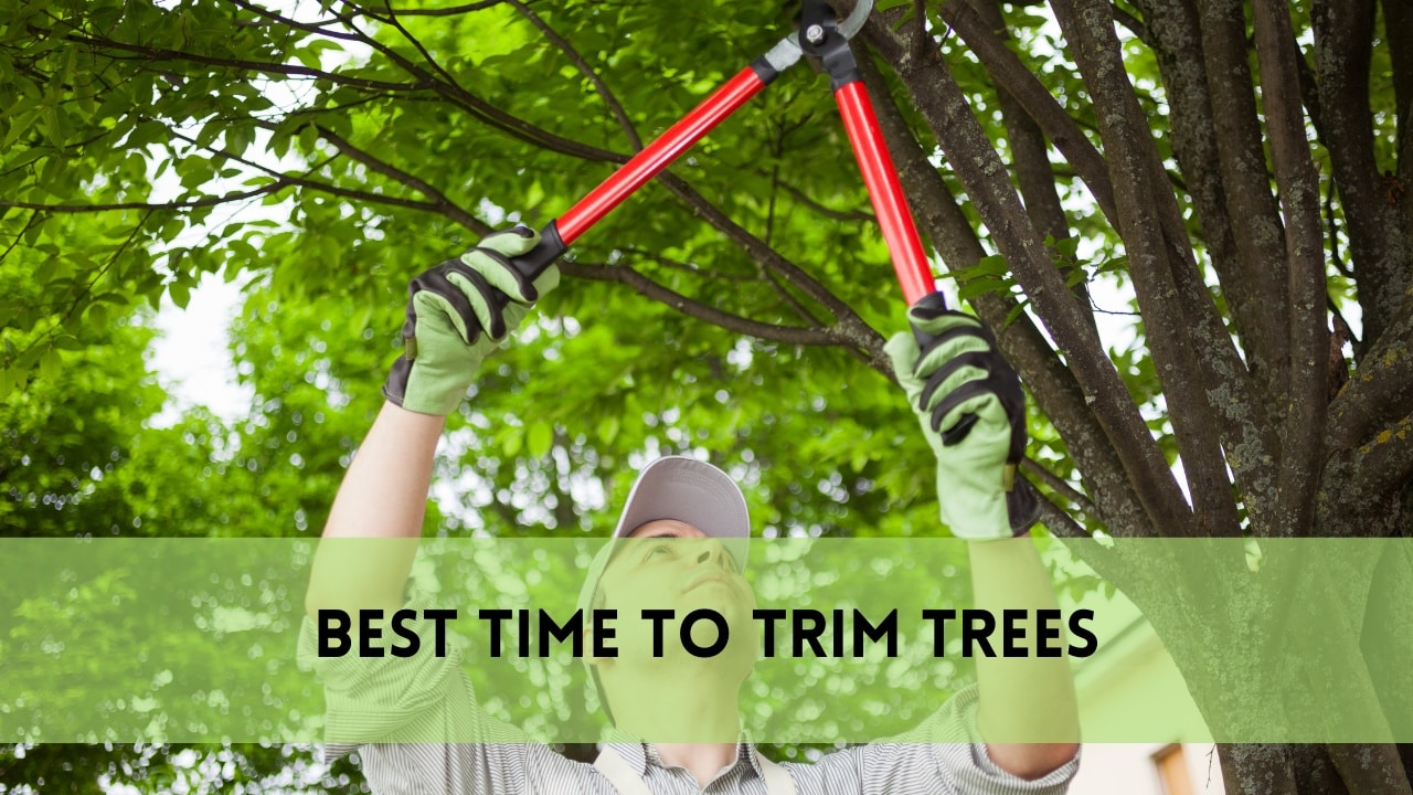 best time to trim trees
