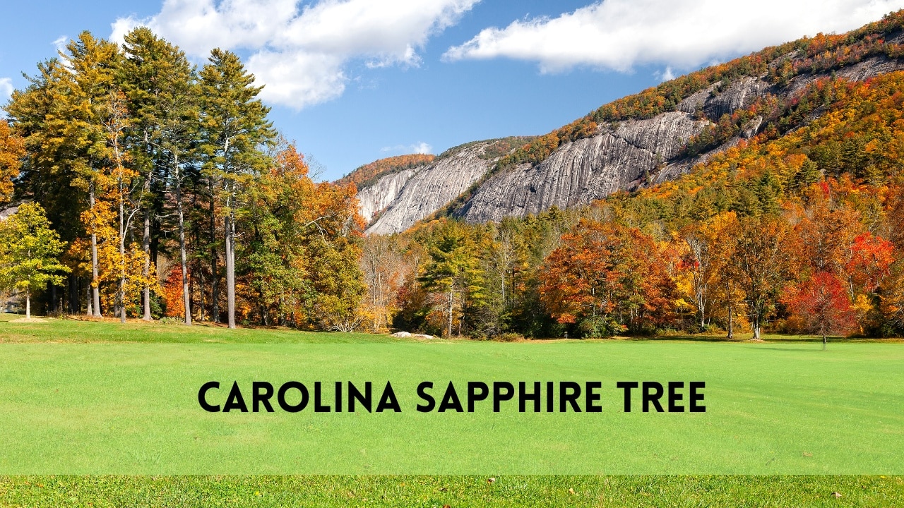 Carolina Sapphire Tree