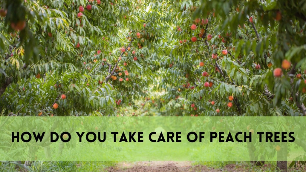 how do you take care of peach trees