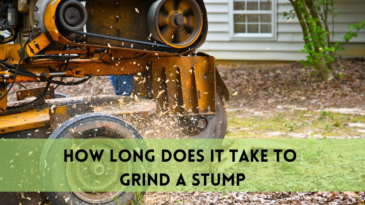 grind a stump