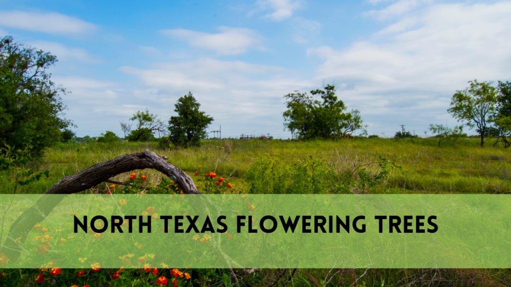 north texas flowering trees