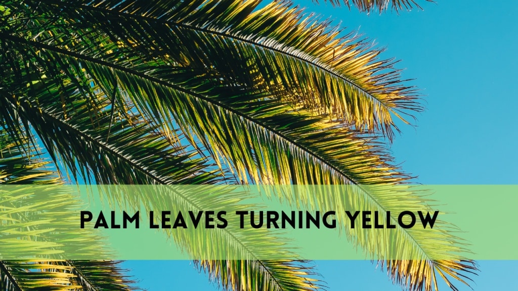 palm leaves turning yellow