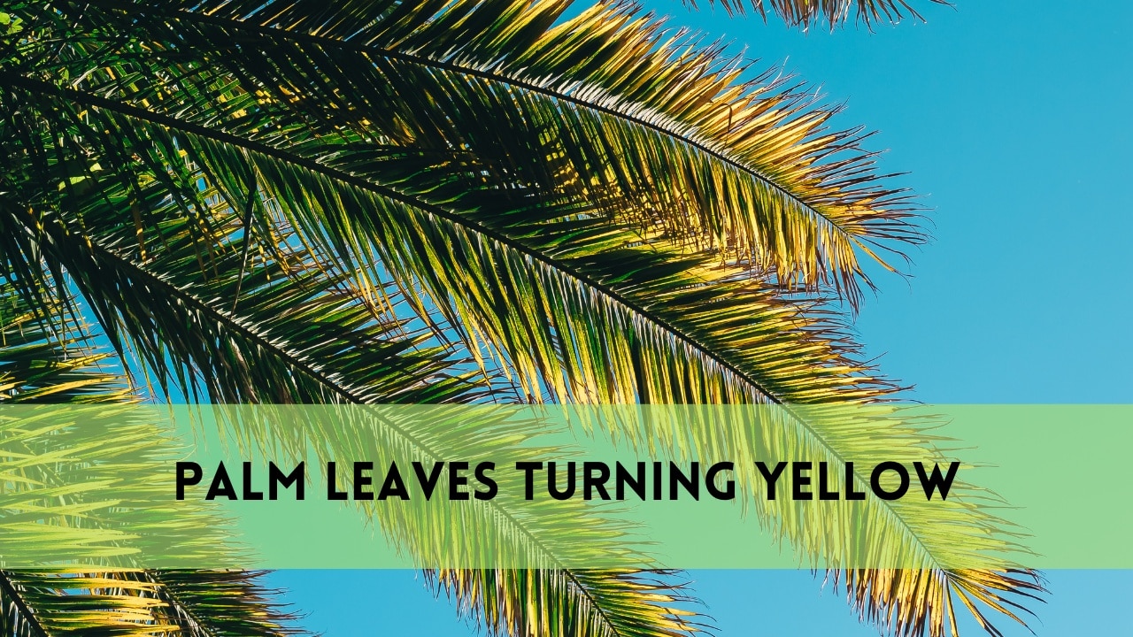 palm leaves turning yellow