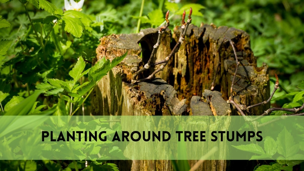 planting around tree stumps