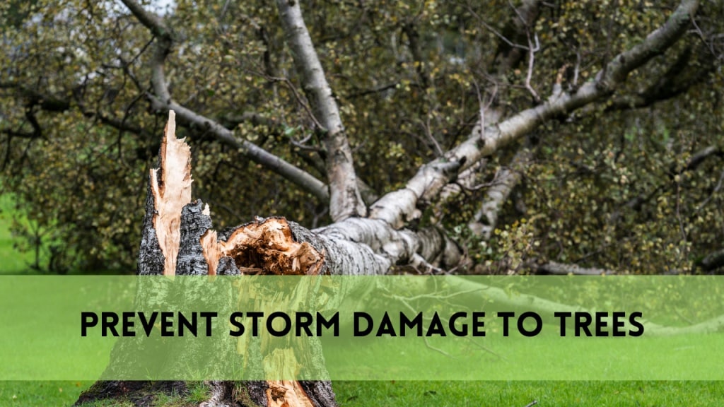 prevent storm damage to trees