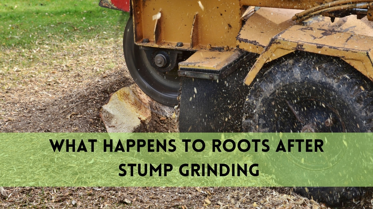 what happens to roots after stump grinding