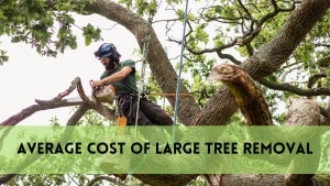 average cost of large tree removal
