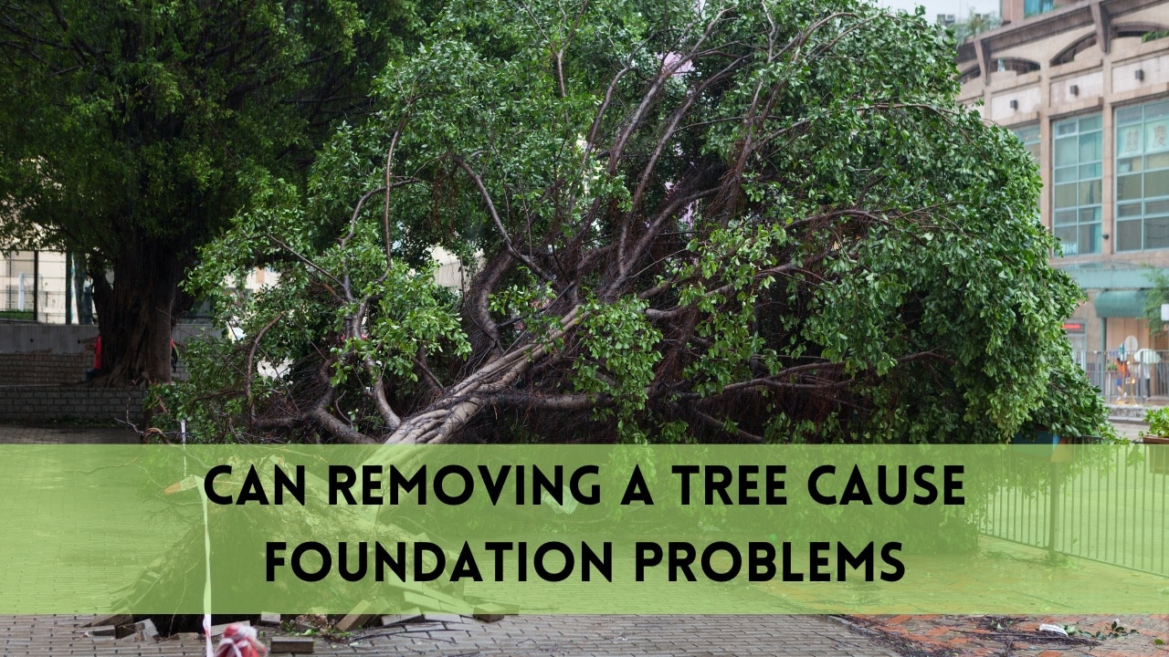 can removing tree cause foundation problems