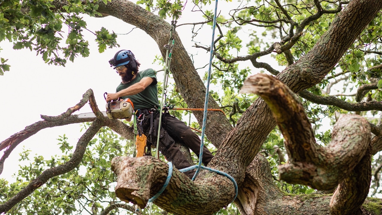 hoa approval to remove a tree