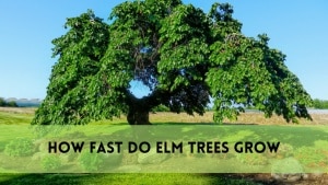 how fast do elm trees grow