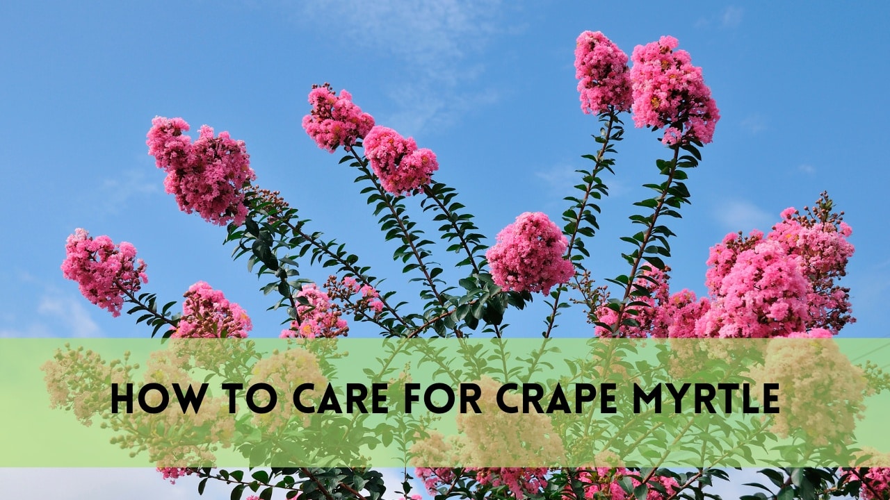 how to care for crape myrtle