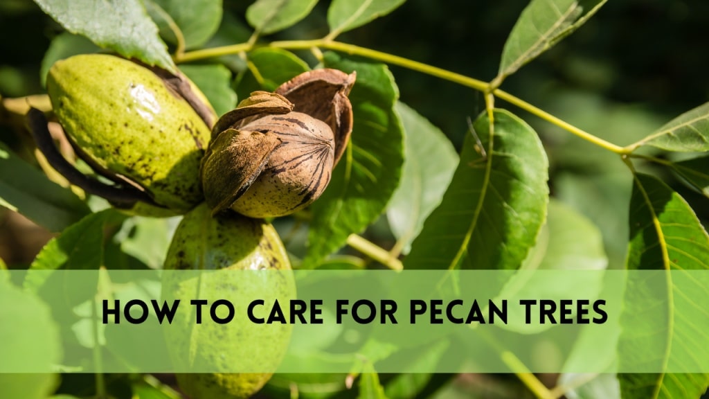 how to care for pecan trees