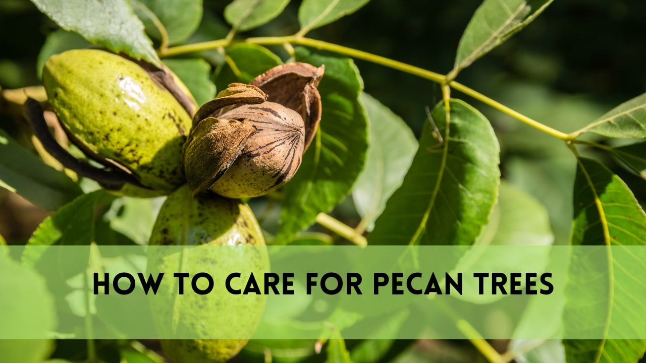 how to care for pecan trees