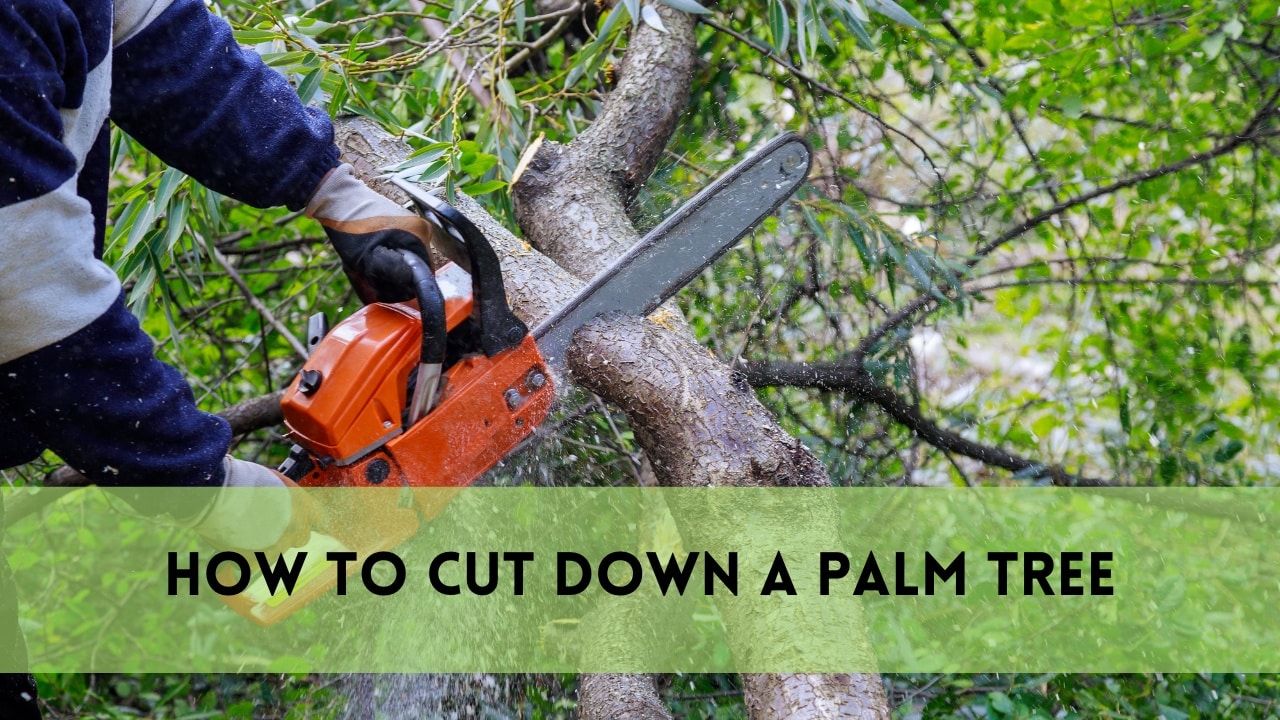 how to cut down a palm tree
