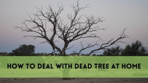 how to deal with dead tree at home