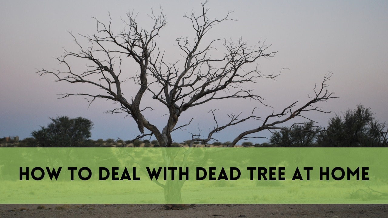 how to deal with dead tree at home