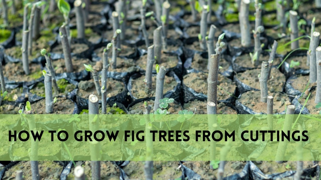 how to grow fig trees from cuttings