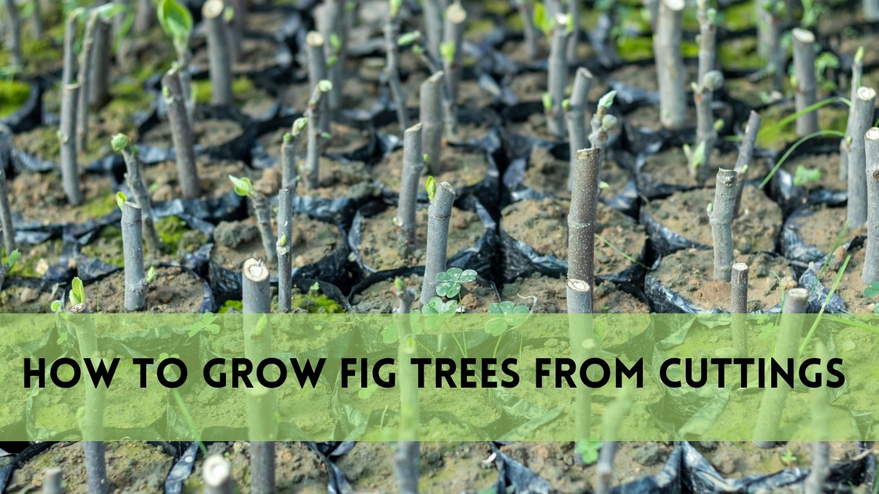 how to grow fig trees from cuttings
