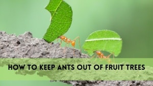 how to keep ants out of fruit trees