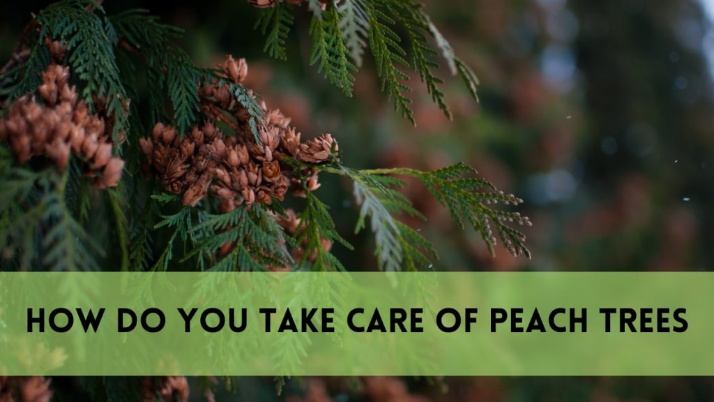 how to plant cedar trees
