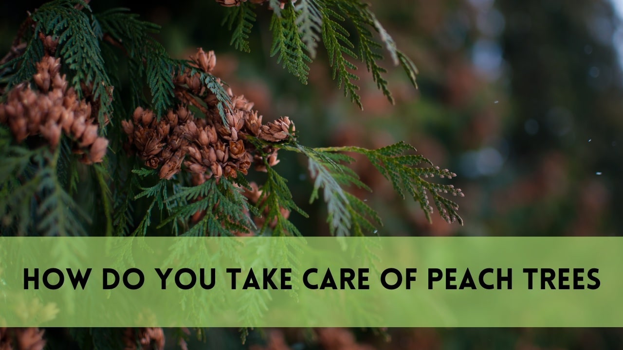 how to plant cedar trees