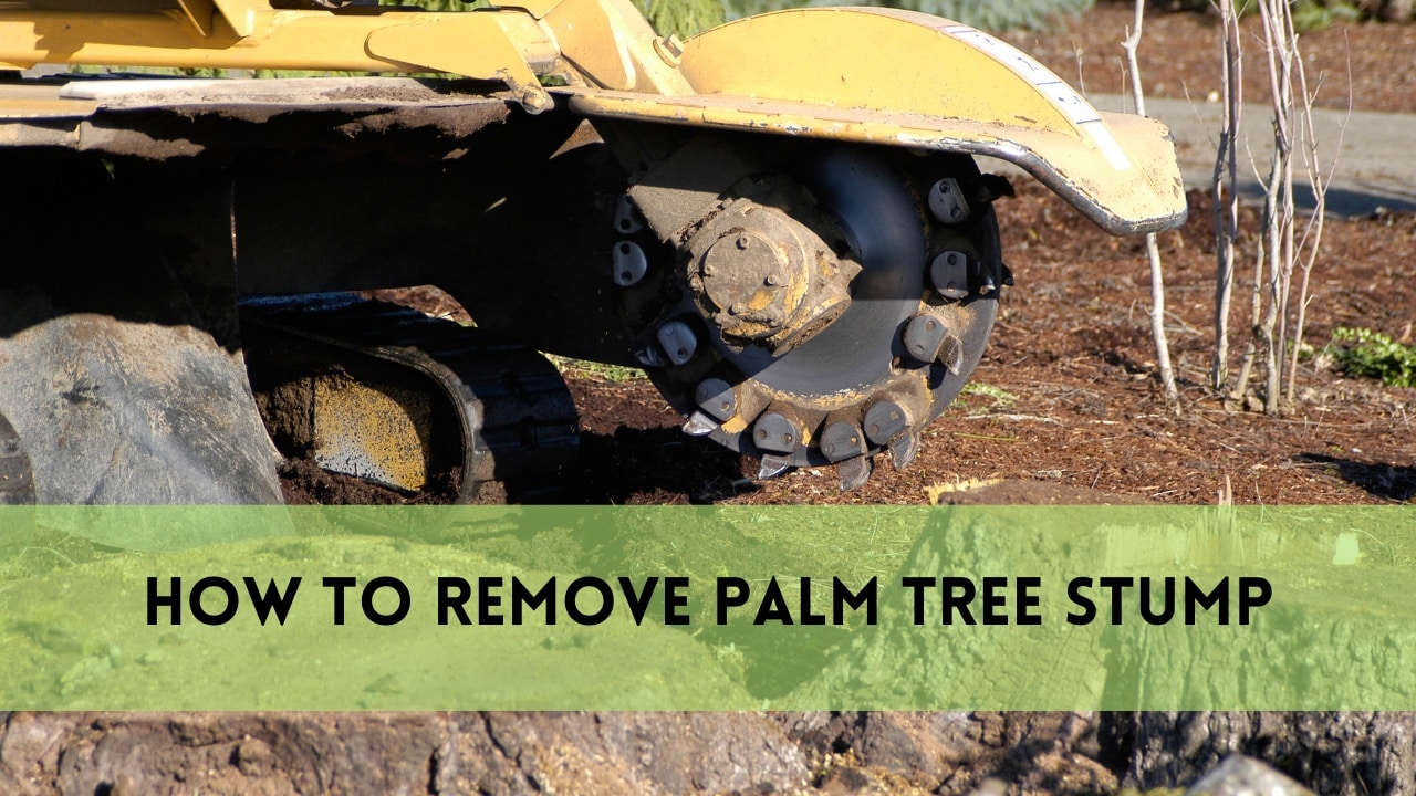 how to remove palm tree stump