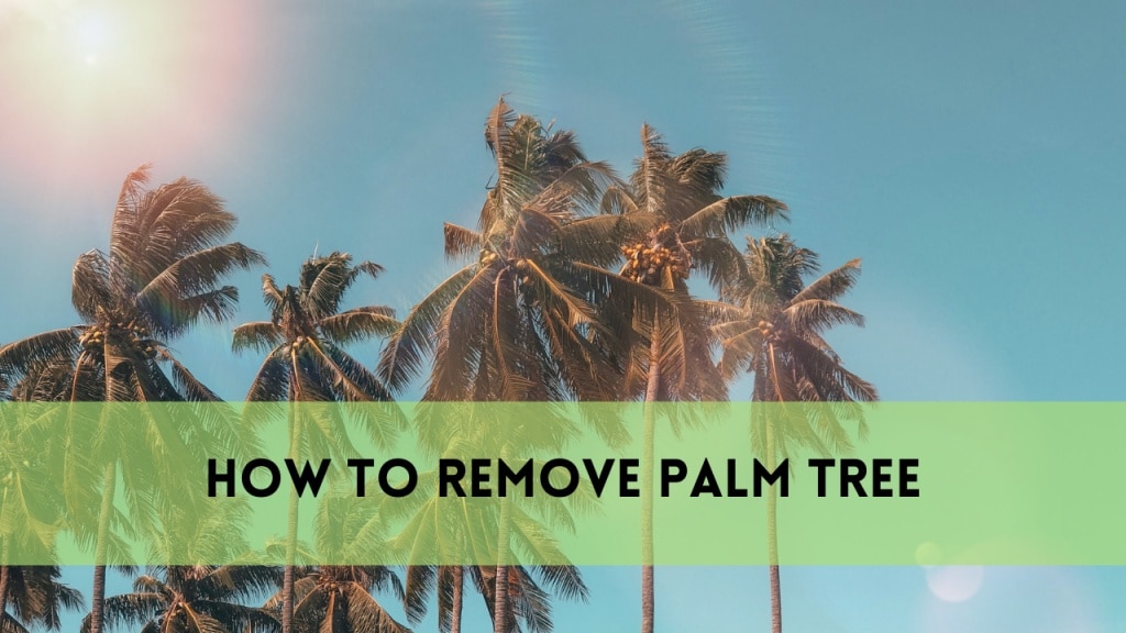 how to remove palm tree