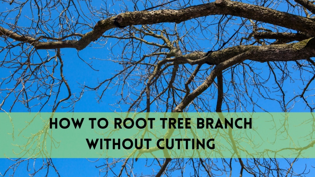 how to root tree branch without cutting