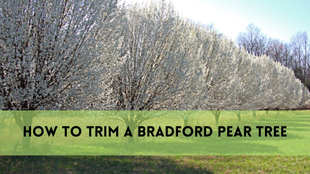 how to trim a bradford pear tree