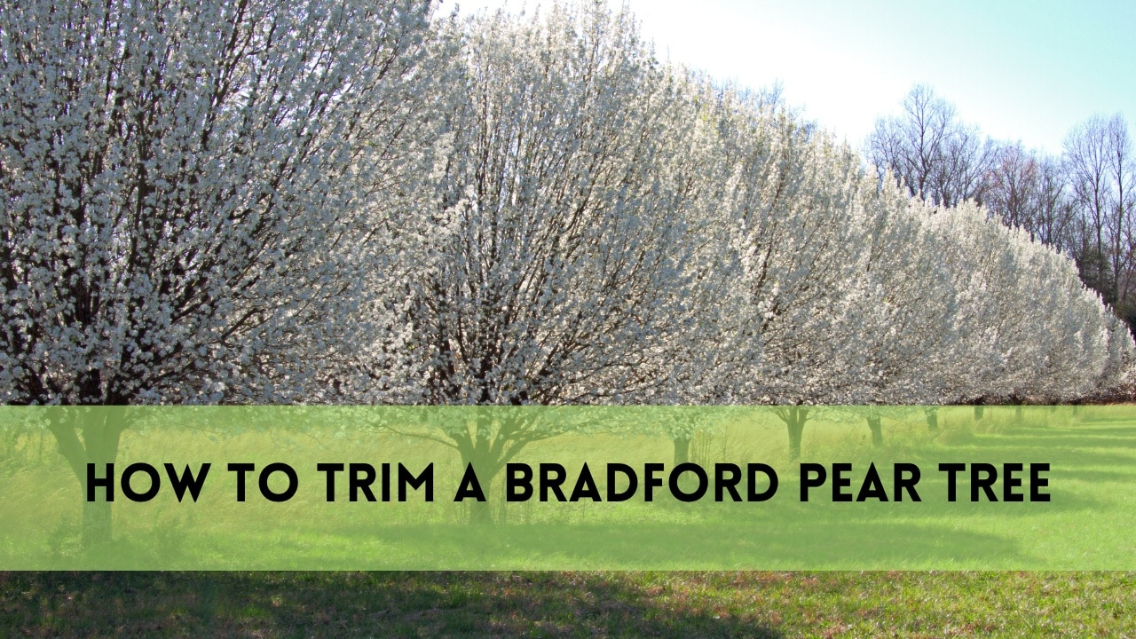 how to trim a bradford pear tree