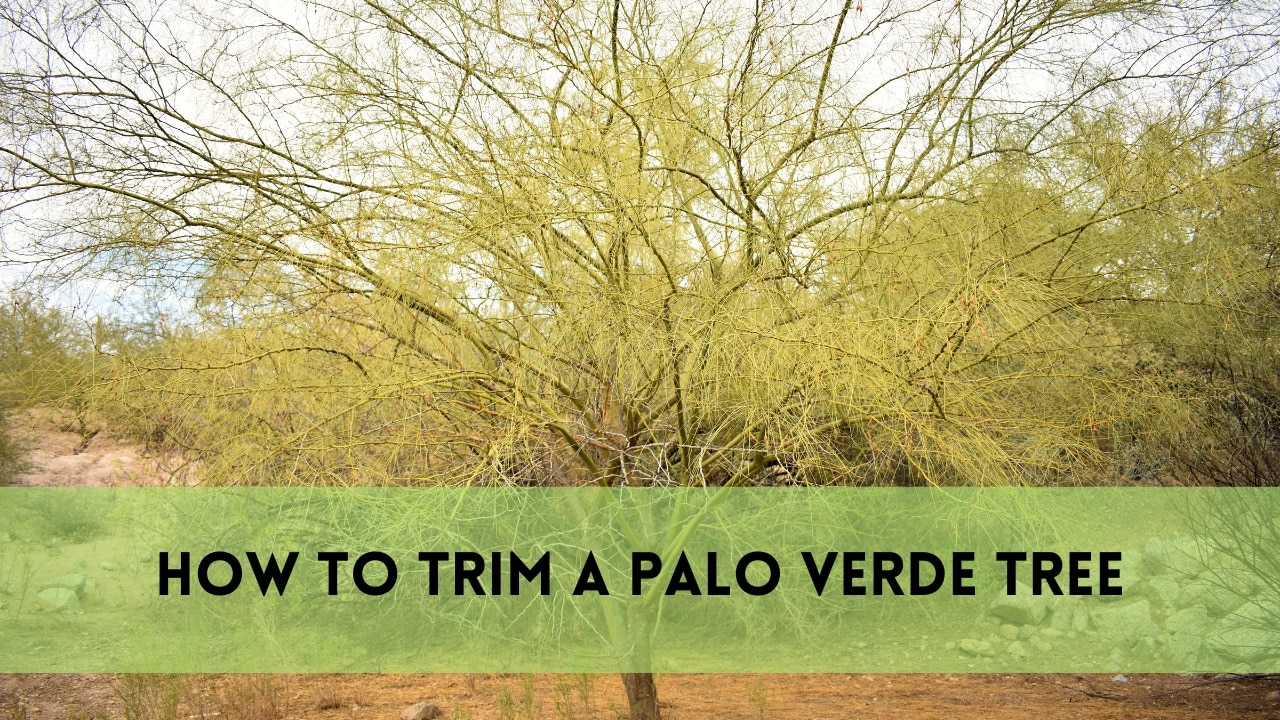 how to trim a palo verde tree