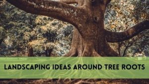 landscaping ideas around tree roots