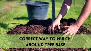 mulch around tree base