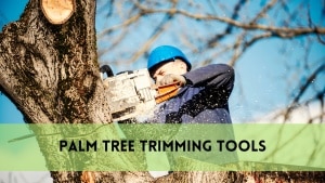 palm tree trimming tools