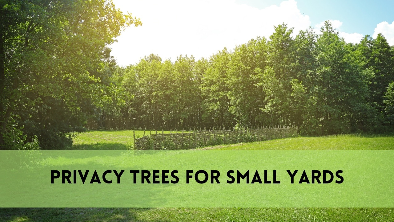 privacy trees for small yards