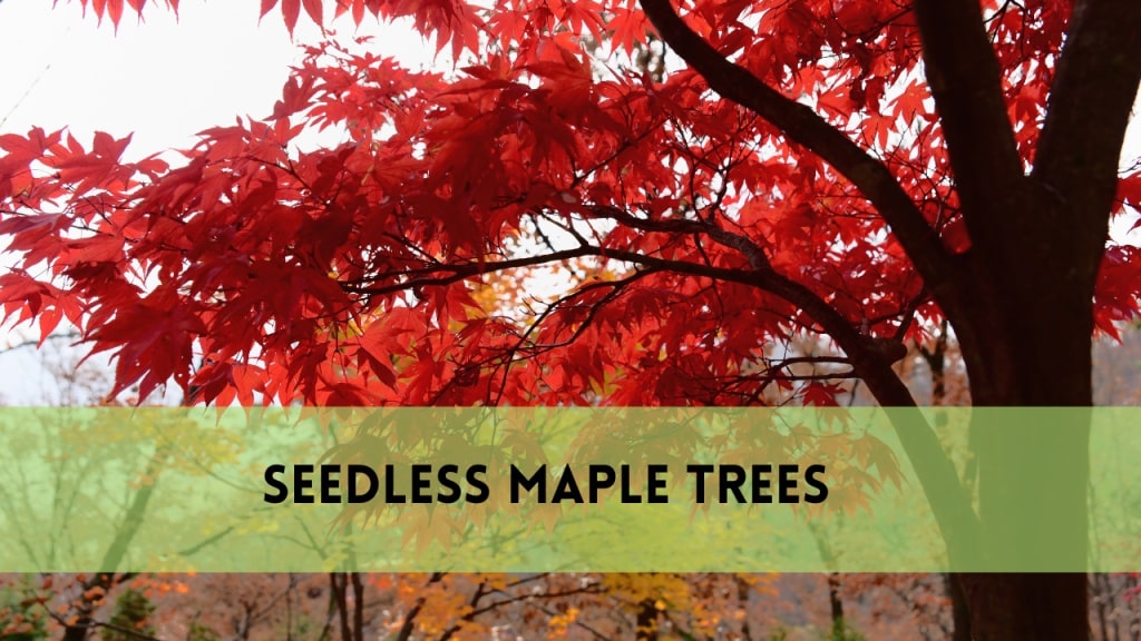 seedless maple trees