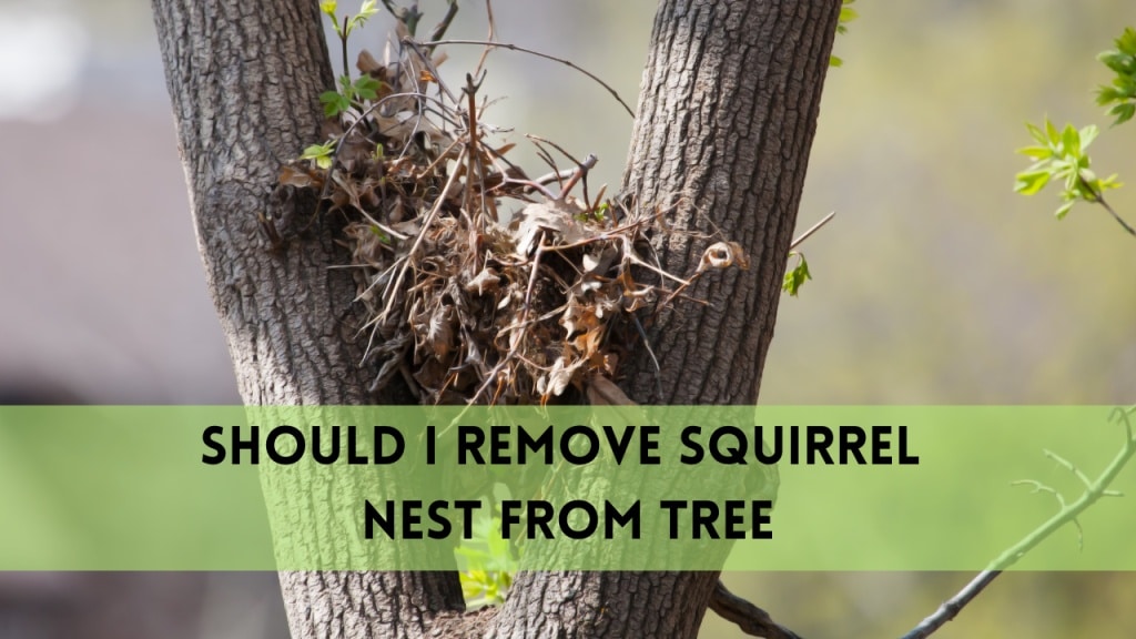 should i remove squirrel nest from tree
