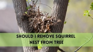 should i remove squirrel nest from tree