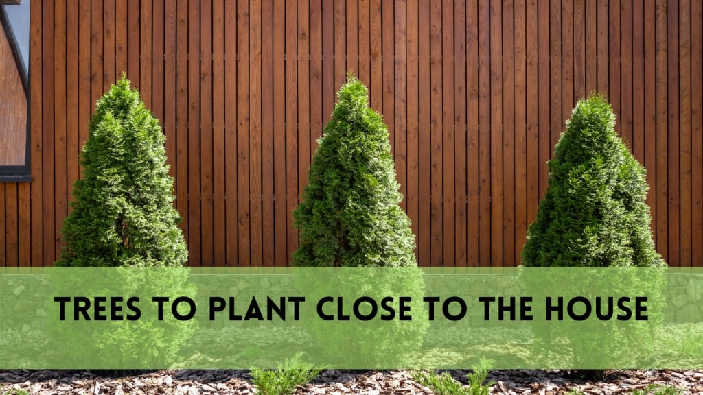 trees to plant close to the house