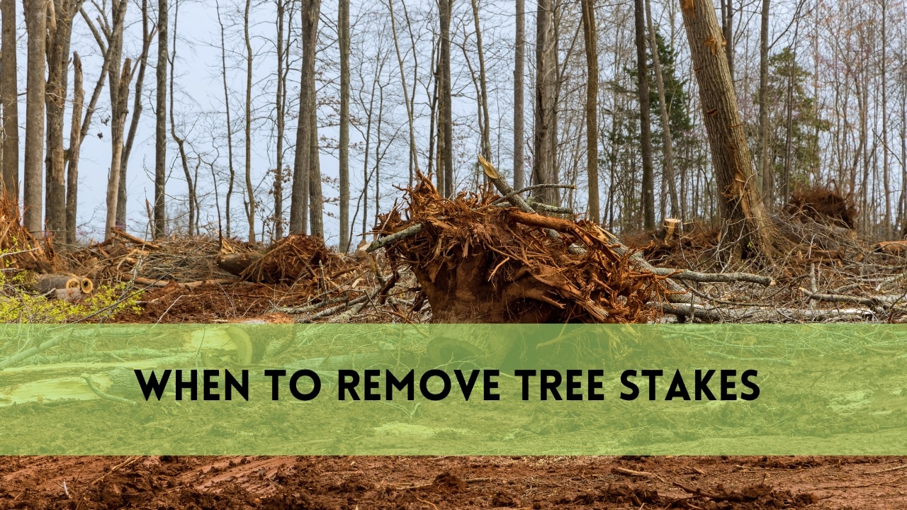 when to remove tree stakes