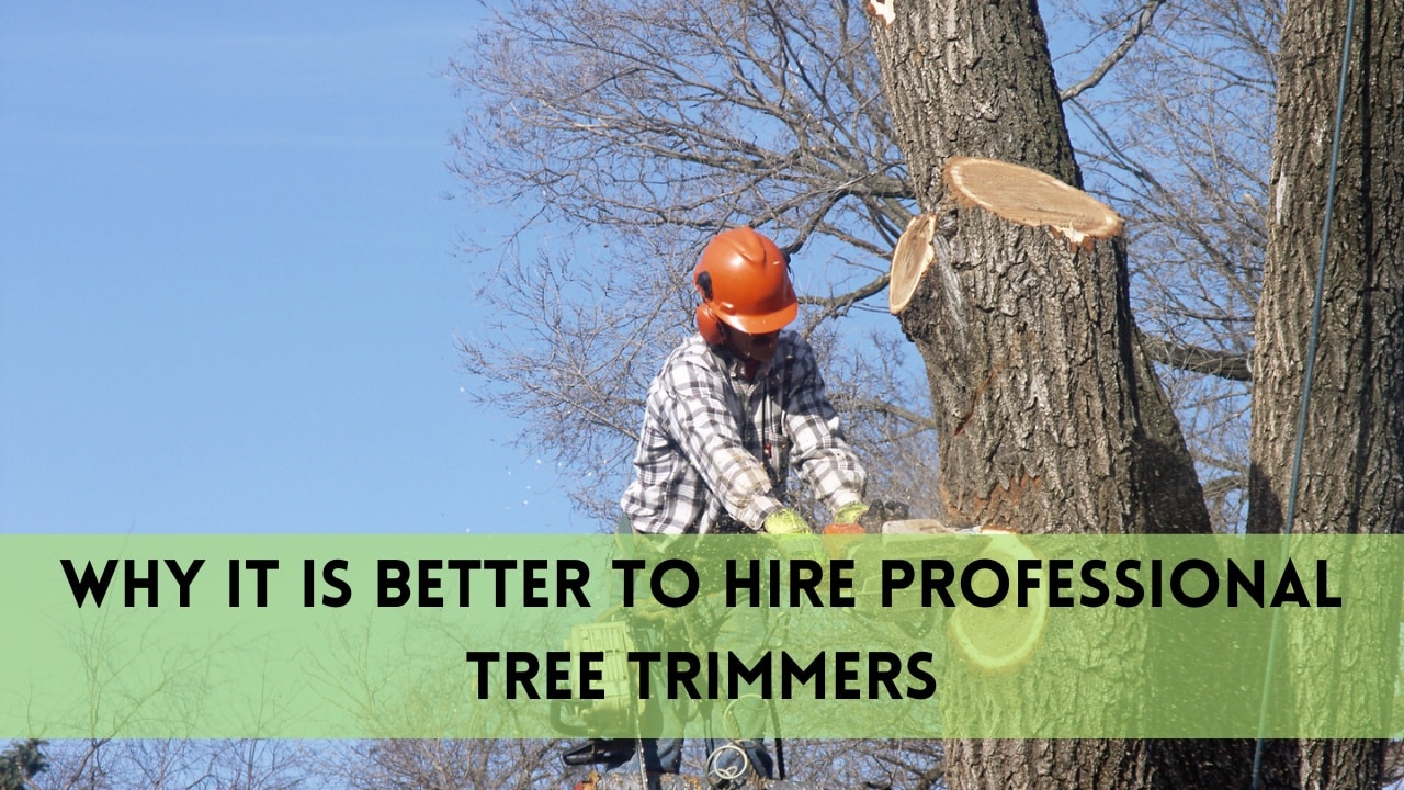why it is better to hire professional tree trimmers