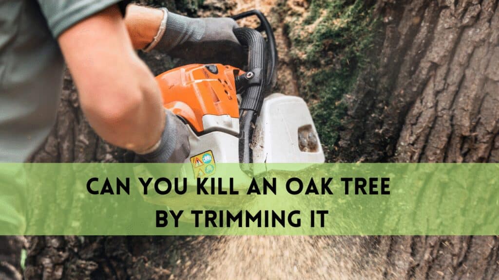 can you kill an oak tree by trimming it