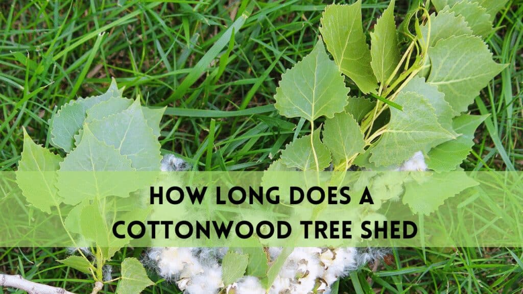 how long does a cottonwood tree shed