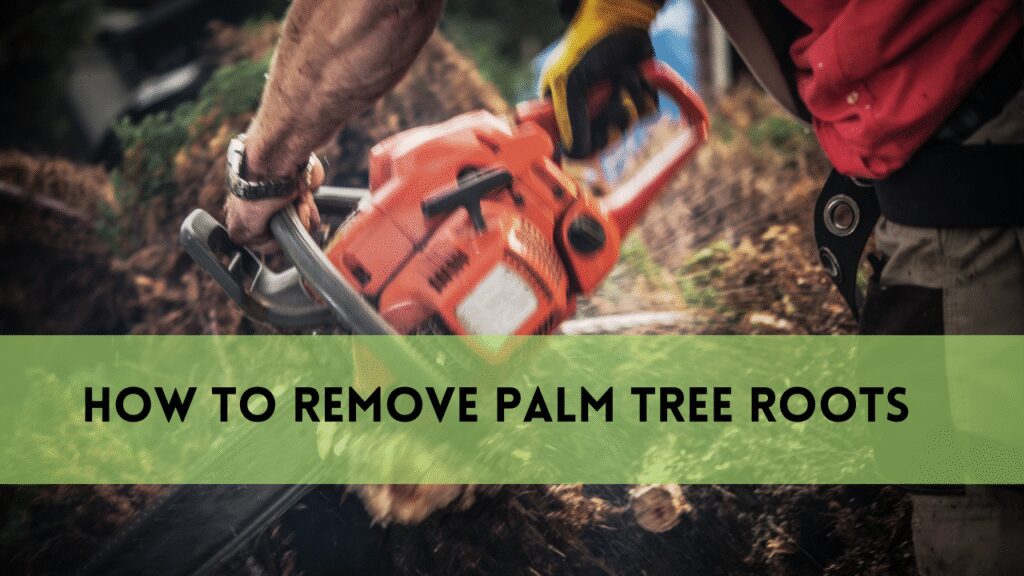 how to remove palm tree roots