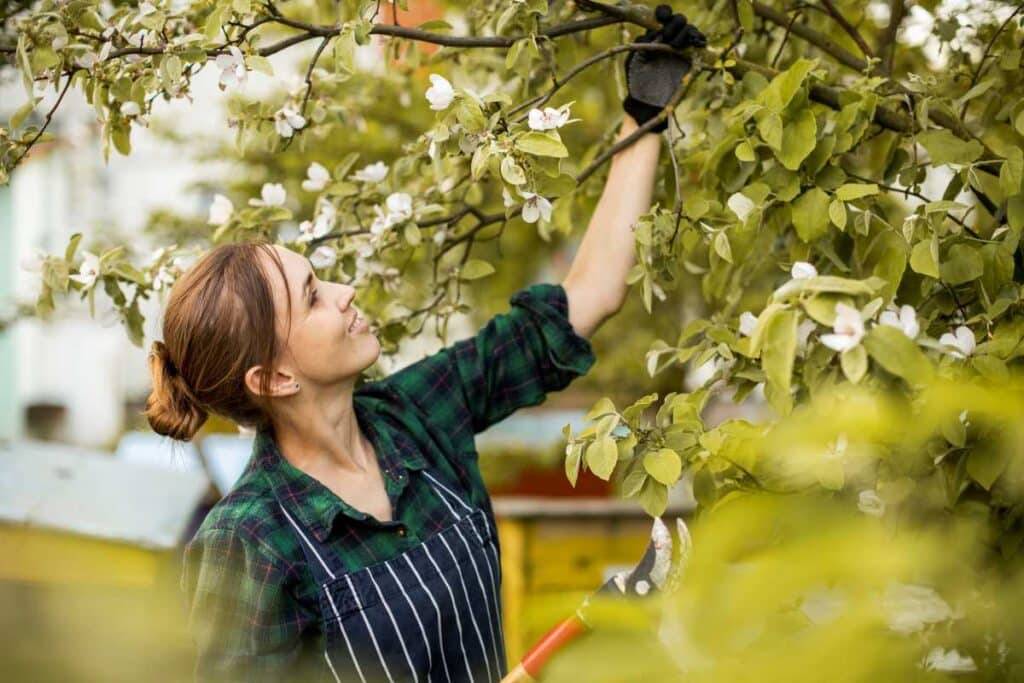 How To Trim A Bradford Pear Tree : A Complete Guide For Healthy Growth